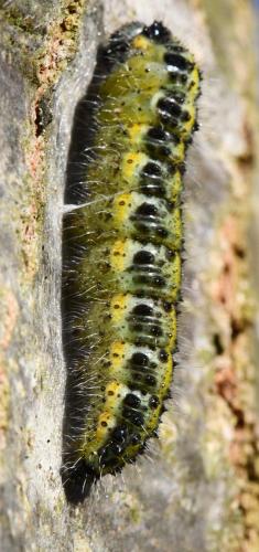 Réf. 334 399 : Pieris brassicae